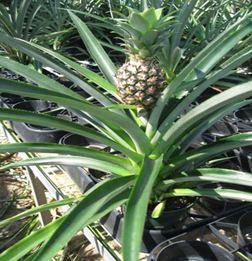 6" Pineapple w/ Fruit